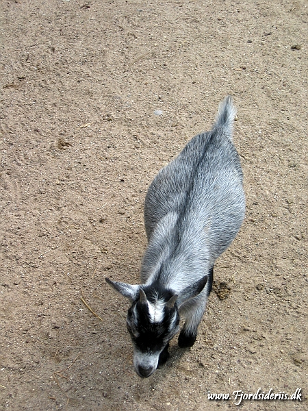 KBH zoo 190703 015.JPG